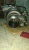 Турбокомпрессор Cummins QSM/ISM/M-11 4046026 (4046025, 4956102, 2843417) фото запчасти