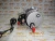 Стартер Cummins QSM/ISM/M-11 5284084 (STD4334MH, 2871256, TT16208, TT16011, TT16207, TT16014, 2071564, 88-02079-SX, 6819N, 3103916, 3103305, 3102920, 5267809) фото запчасти