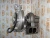 Турбокомпрессор Deutz TCD2013 04299384 (4299384, 0429-9384, 12709880017, 12709880017, 04294738, 4294738, 0429-4738) фото запчасти
